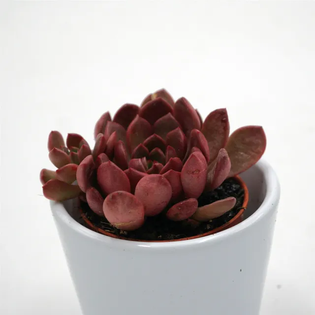 pasiora-x-graptoveria-pink-ruby-sukkulente-5-5cm-topf image 1