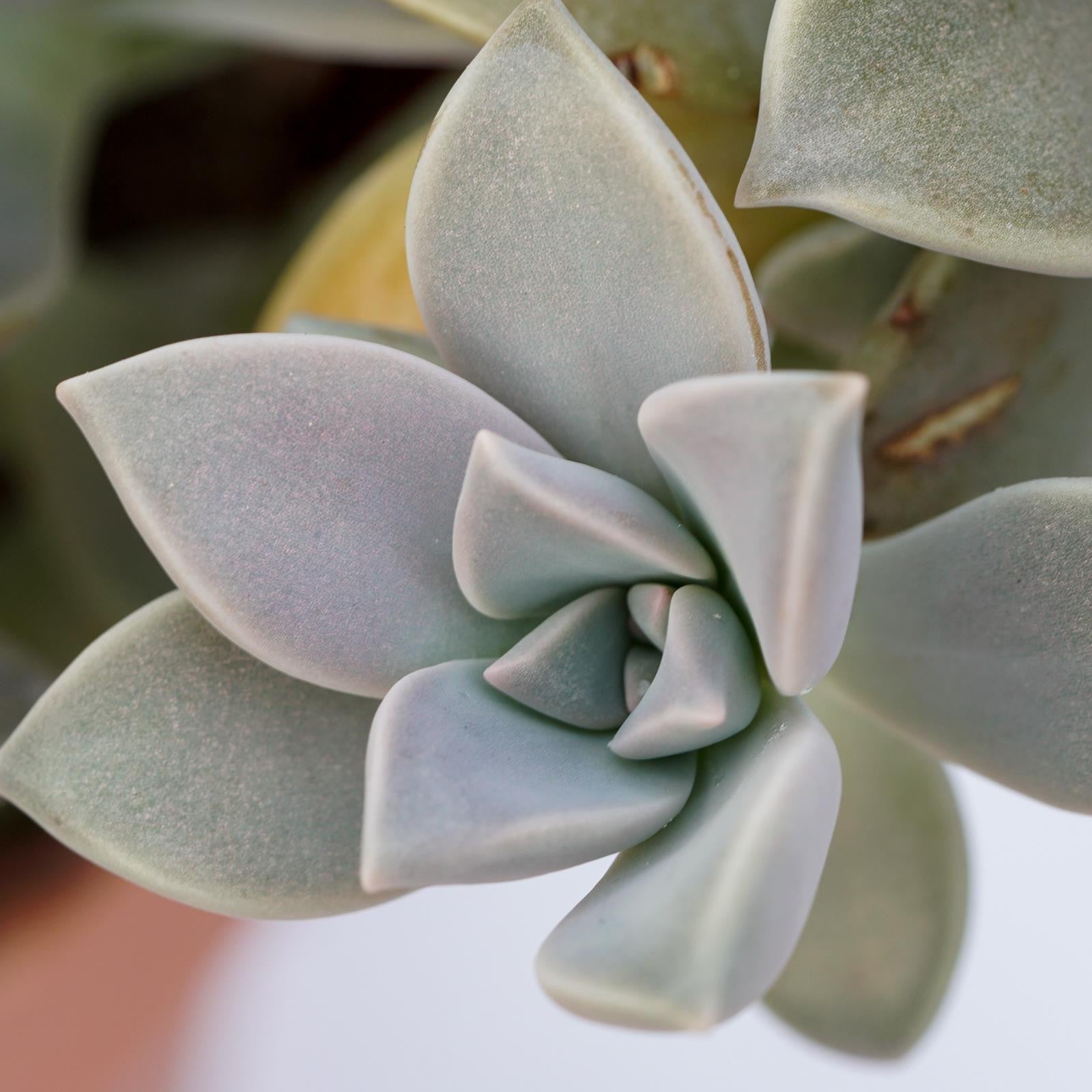 pasiora-graptopetalum-paraguayense-sukkulente-14cm-topf image 5