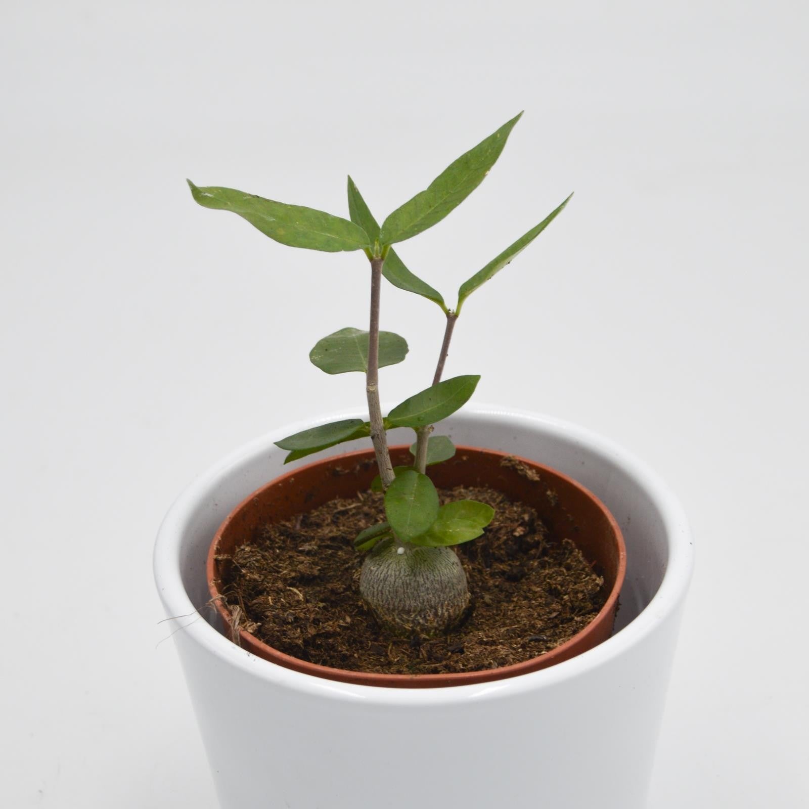 pasiora-fockea-edulis-sukkulente-caudex-8-5-cm-topf image 1