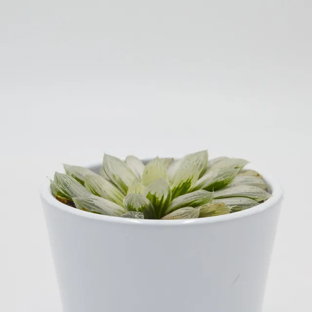 pasiora-haworthia-cooperi-f-variegata-sukkulente-8-5cm-topf image 1