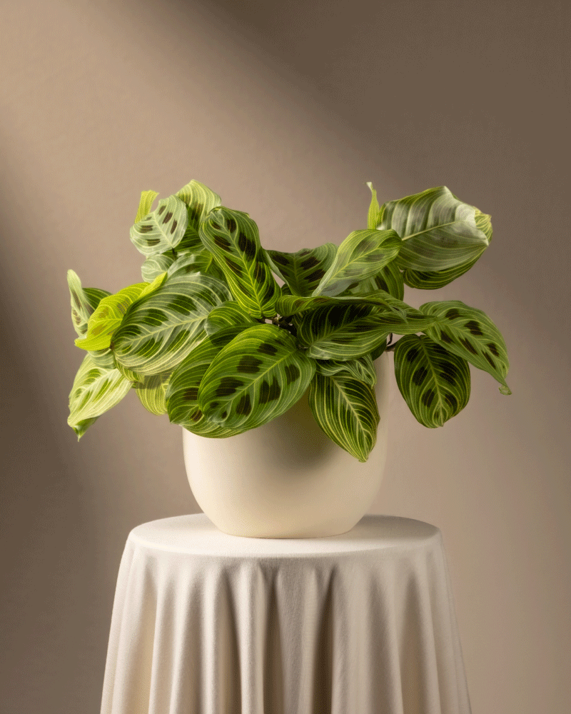 feey-maranta-light-veins-rarit-t-zimmerpflanze image 7