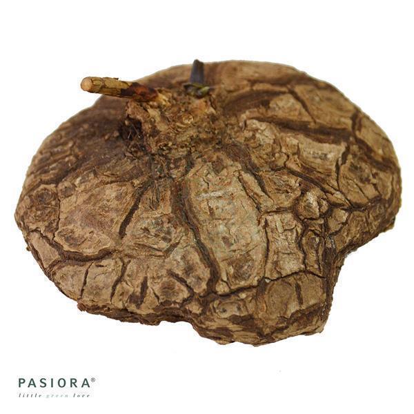 pasiora-dioscorea-mexicana-caudex-knolle-8-11cm image 1