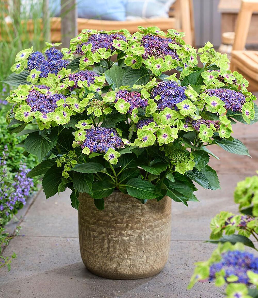 baldur-garten-freiland-hortensie-magical-edgy-green-im-14-cm-topf image 2