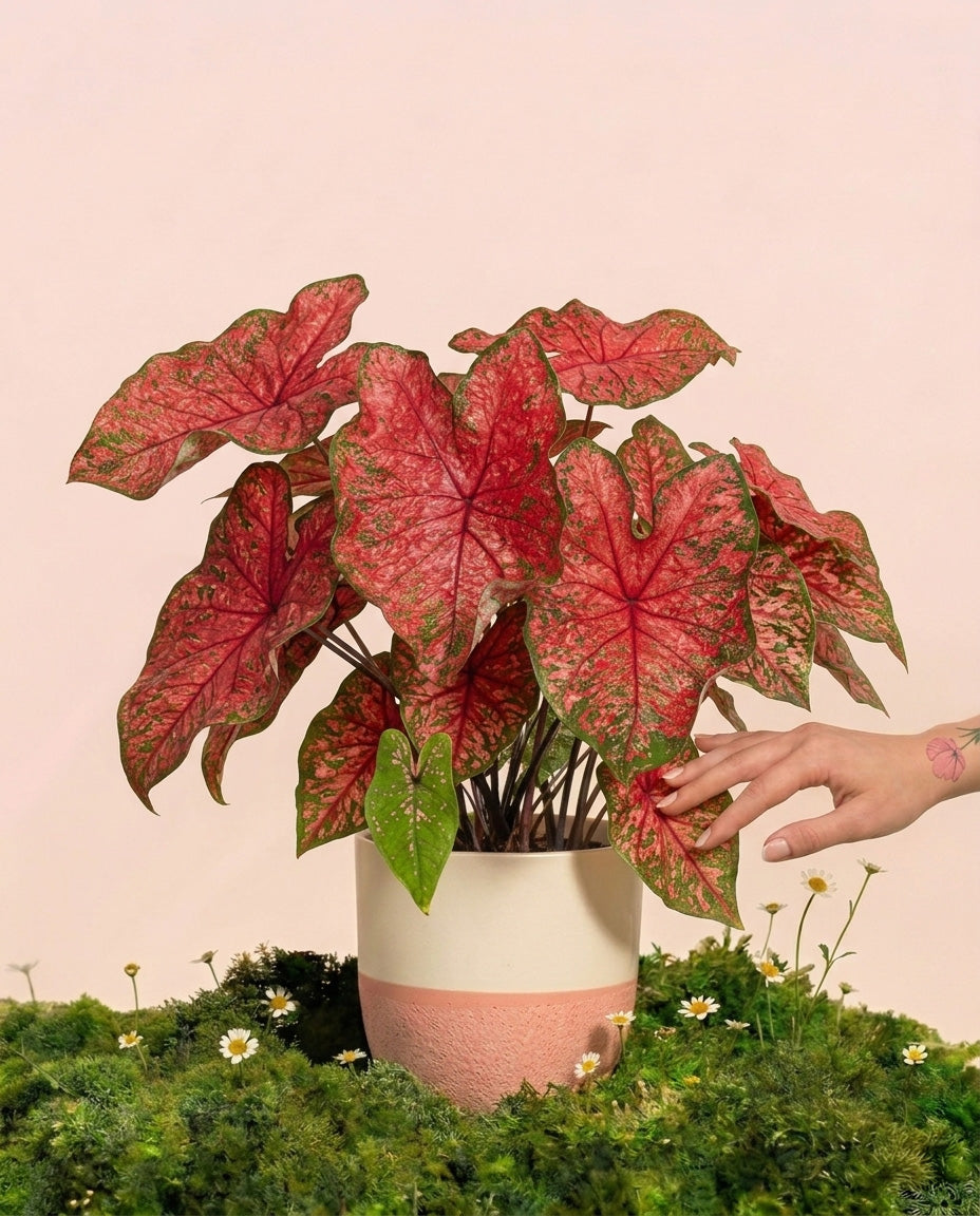 feey-caladium-lava-glow-zimmerpflanze image 1