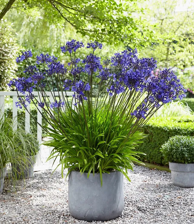 baldur-garten-agapanthus-blue-4-knollen-gr-e-i image 1