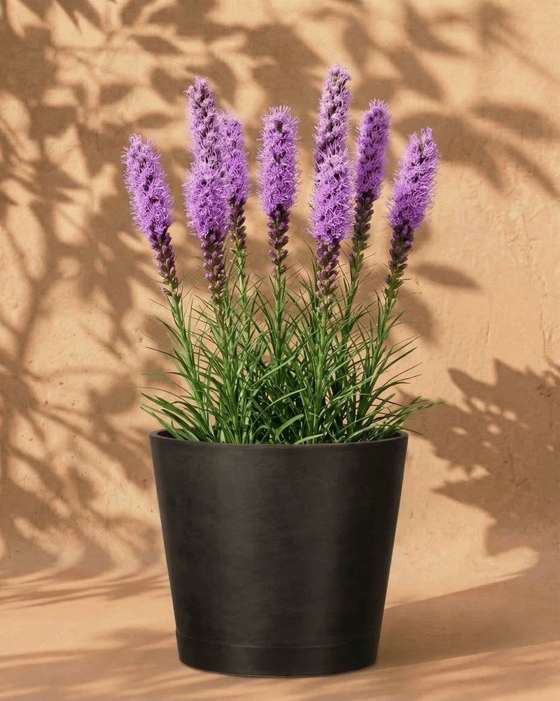 feey-prachtscharte-violett-liatris-spicata-knollen image 6