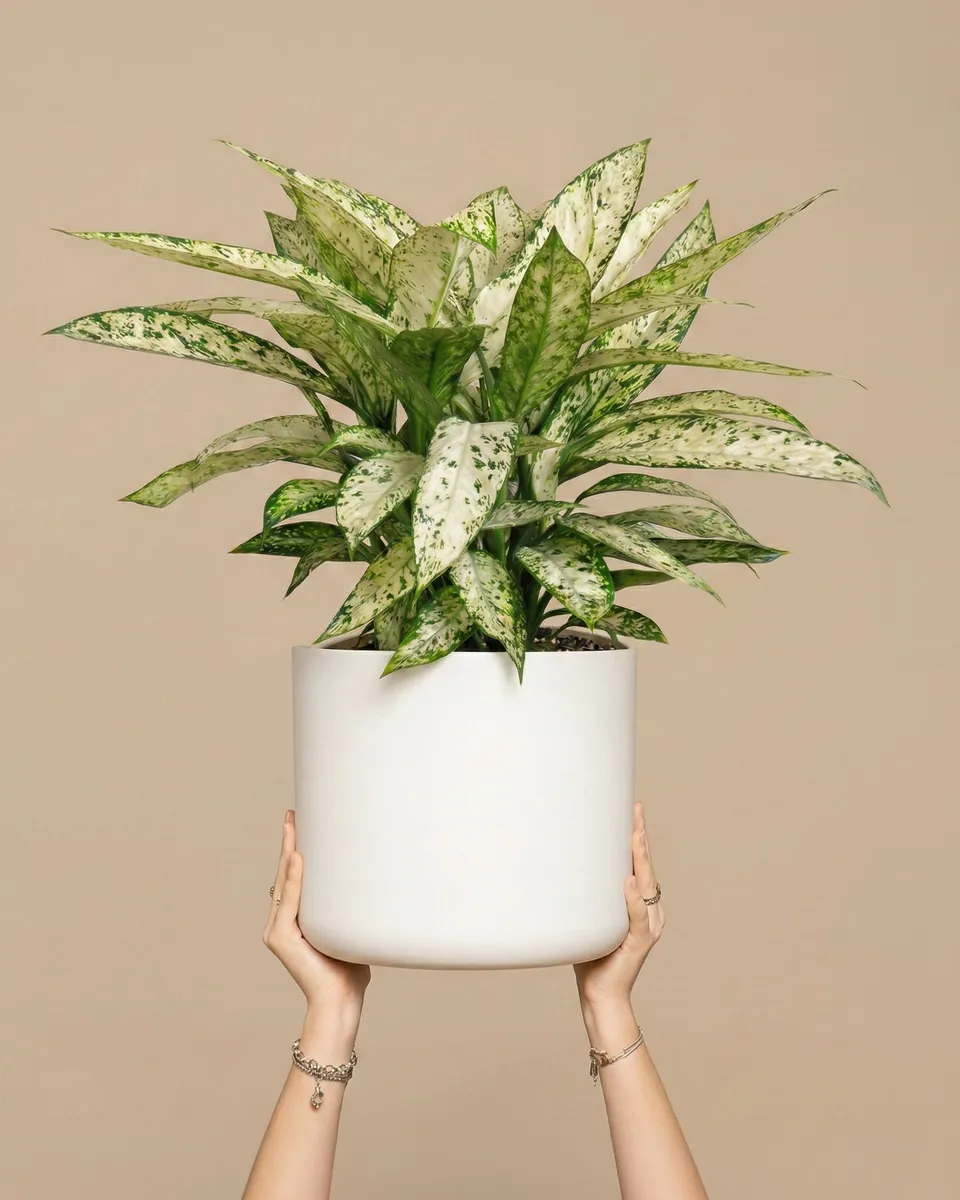 feey-dieffenbachia-vesuvius-zimmerpflanze-gro image 1