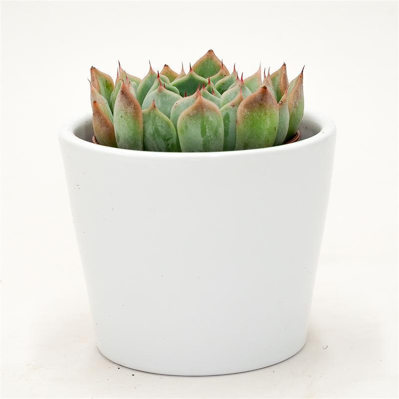 pasiora-echeveria-norma-sukkulente-5-5cm-topf image 3