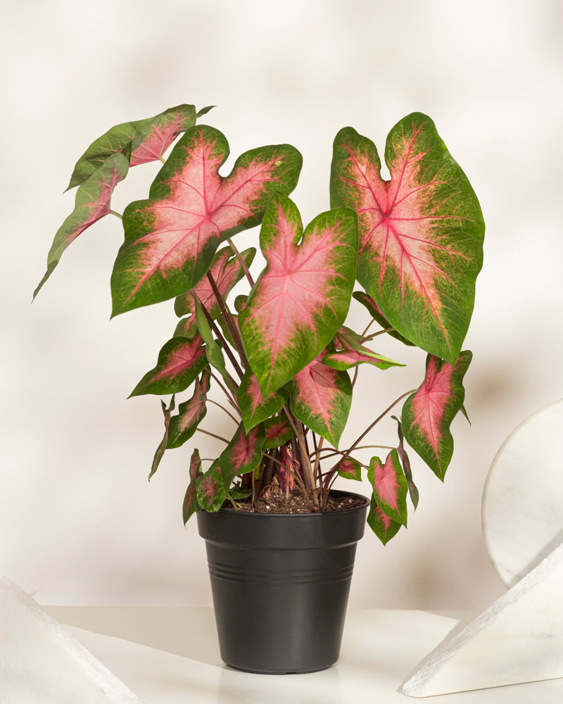 feey-caladium-kathleen-zimmerpflanze image 3