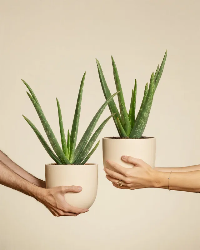feey-echte-aloe-vera-duo-2-pflanzen-pflegeleichte-sukkulente image 1