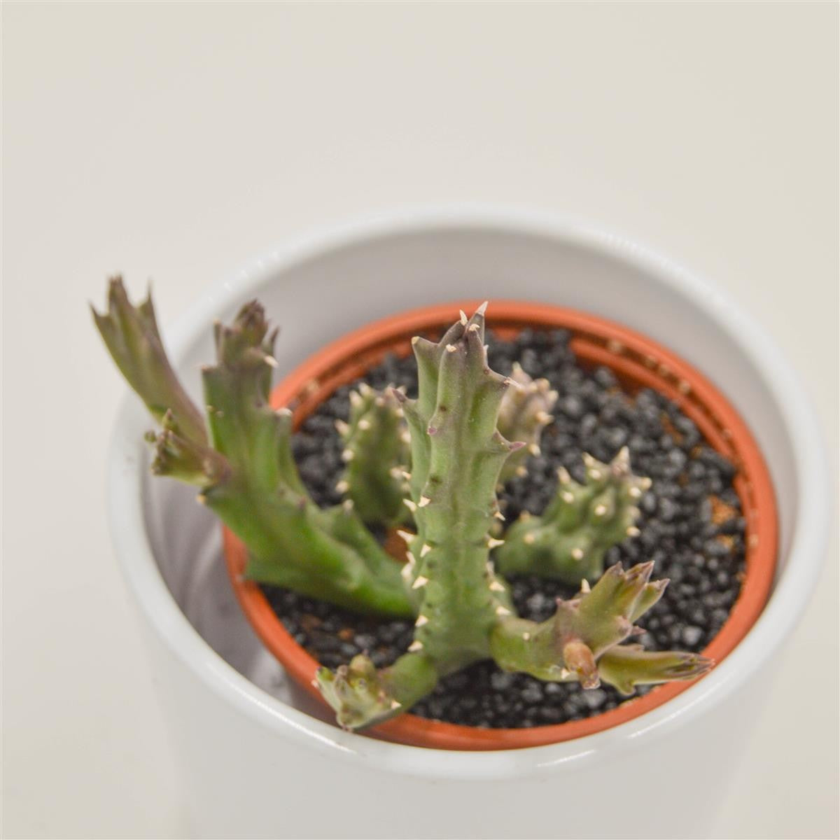 pasiora-stapelia-flavopurpurea-sukkulente-8cm image 2