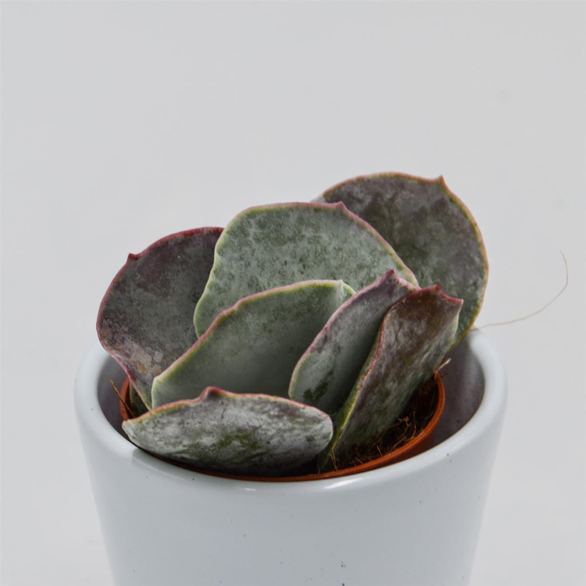 pasiora-cotyledon-orbiculata-pink-leaves-sukkulente-5-5cm image 1