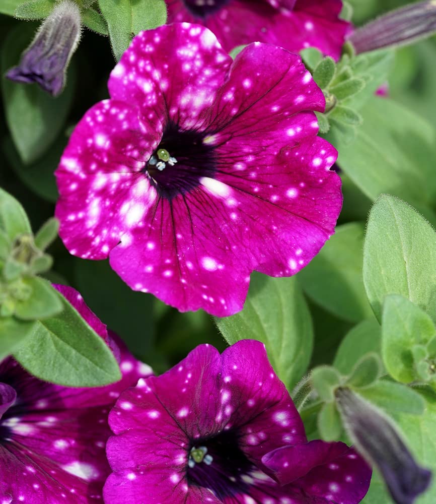 baldur-garten-h-nge-petunie-purpurrote-royalsky-3-pflanzen-im-10-5cm-topf image 5