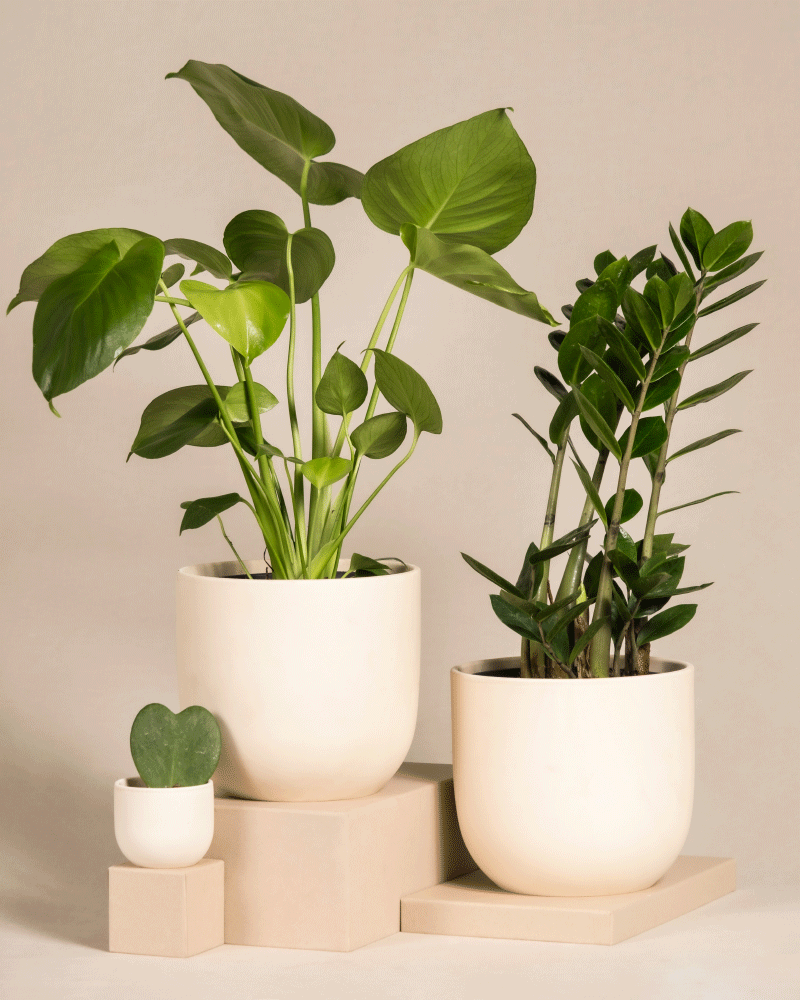 feey-trio-infernale-pflanzenset-monstera-deliciosa-gl-cksfeder-herzblatt image 5