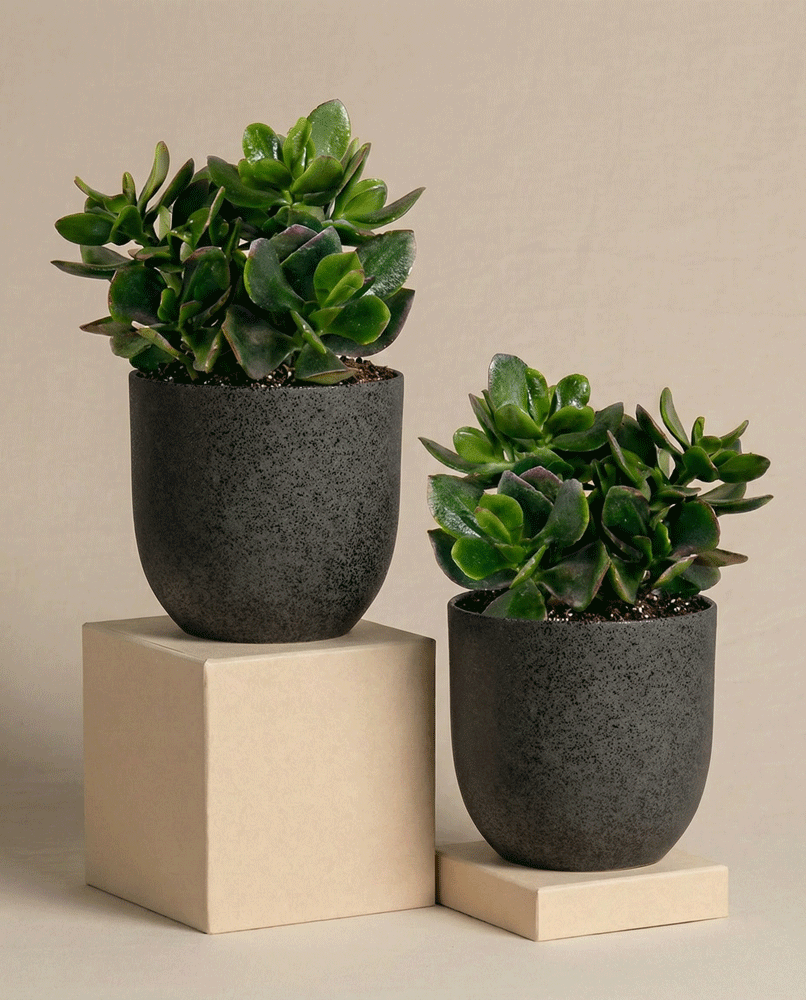 feey-geldbaum-duo-2x-crassula-ovata image 6
