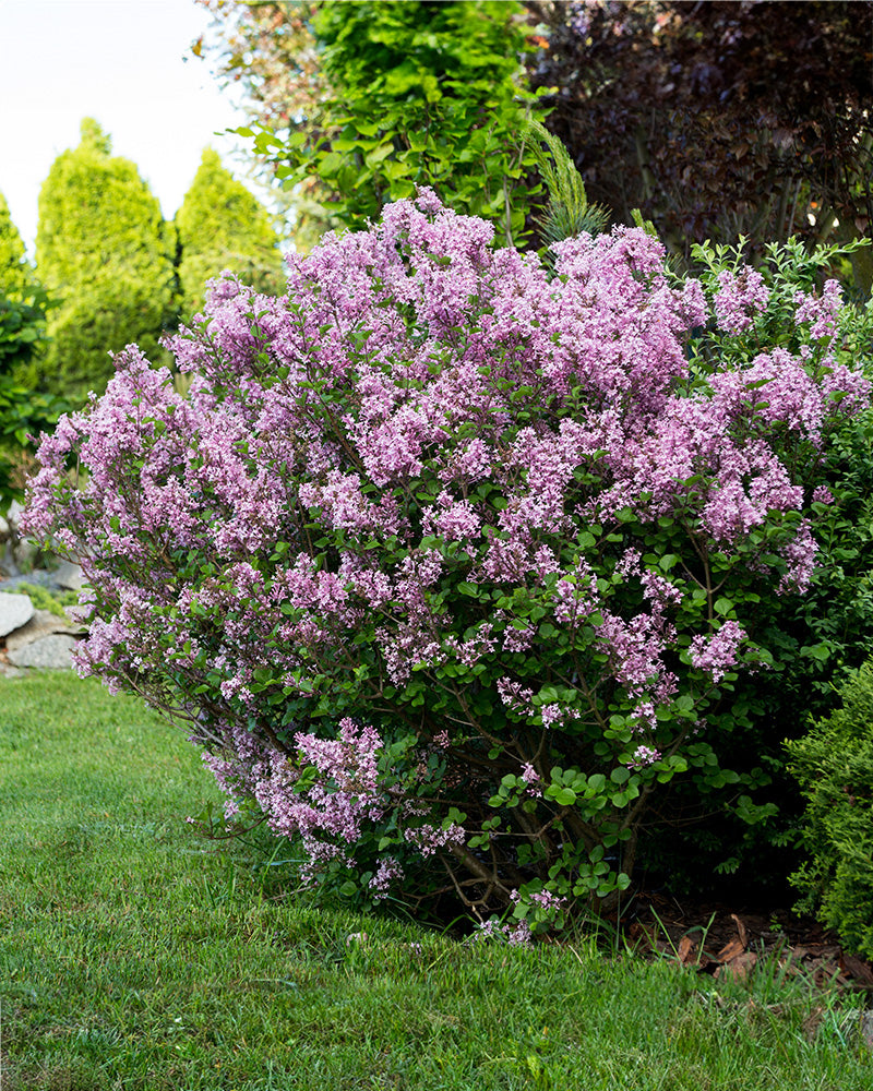 feey-flieder-miss-kim-syringa-patula-1-2-m-f-r-k-bel-und-garten image 4