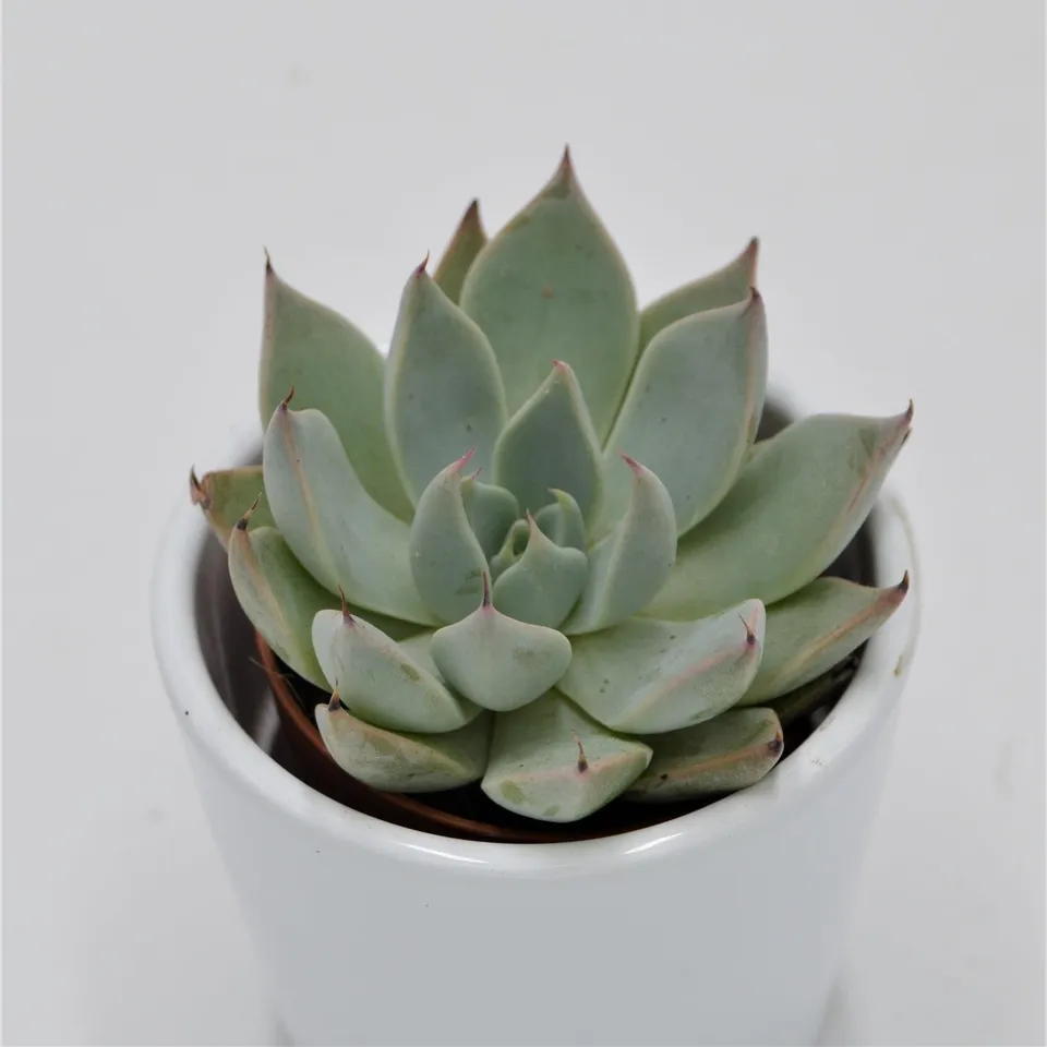 pasiora-echeveria-cuspidata-menchaca-sukkulente-5-5cm-topf image 1
