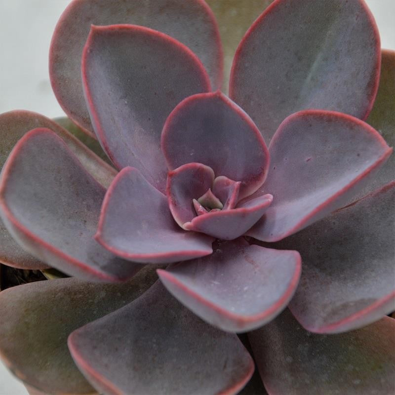pasiora-echeveria-purple-pearl-echeverie-10-5cm image 1