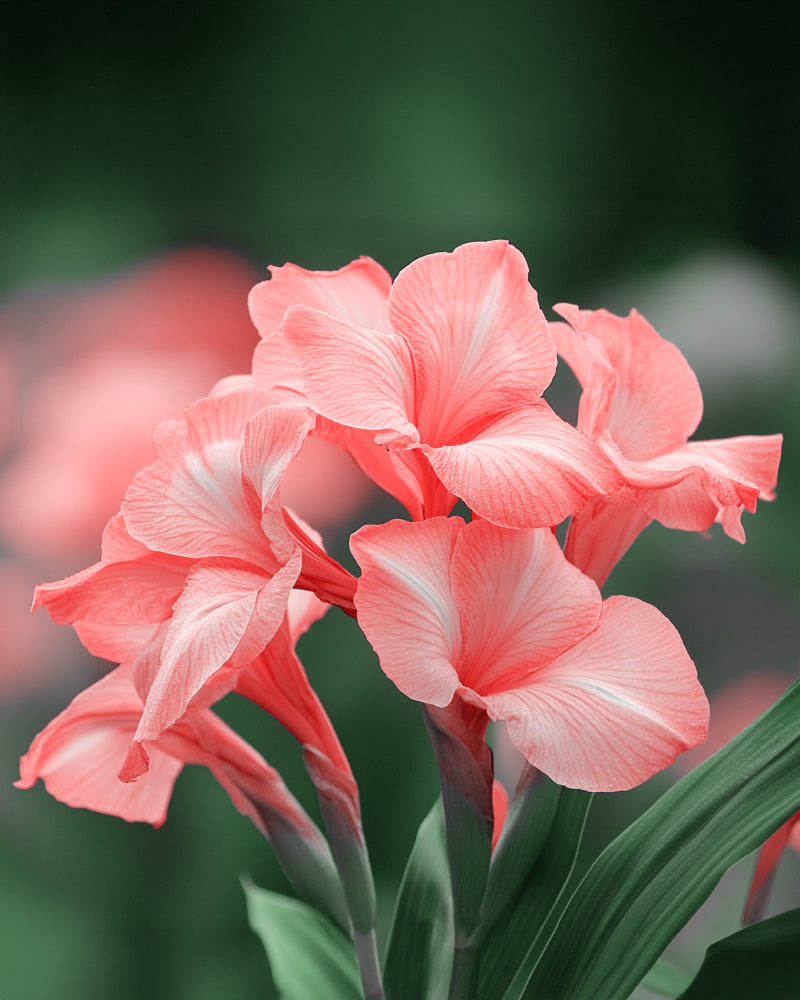 feey-canna-pink-knollen-zum-einpflanzen image 2