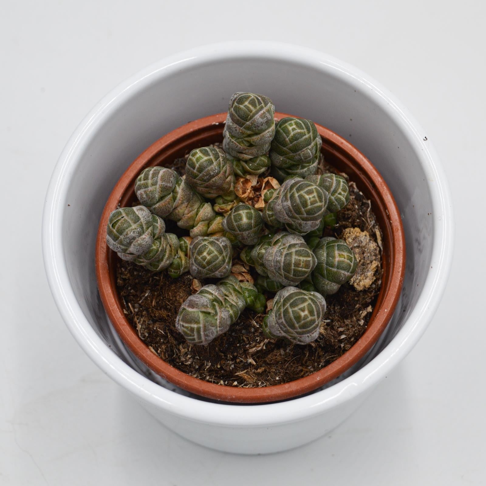 pasiora-crassula-barklyi-sukkulente-im-8-5cm-topf image 1