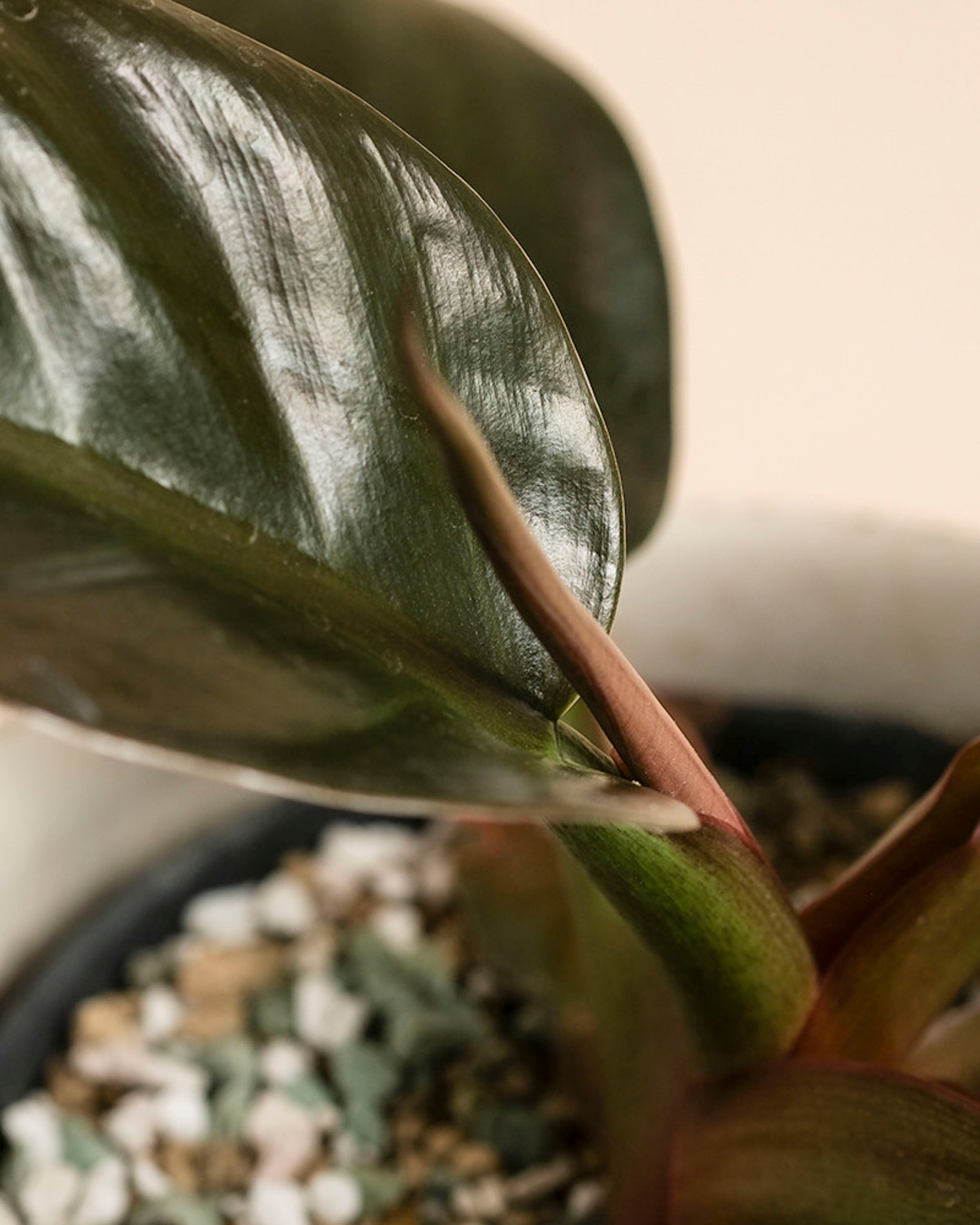 feey-philodendron-imperial-red-zimmerpflanze-dunkelgr-n-rot image 2