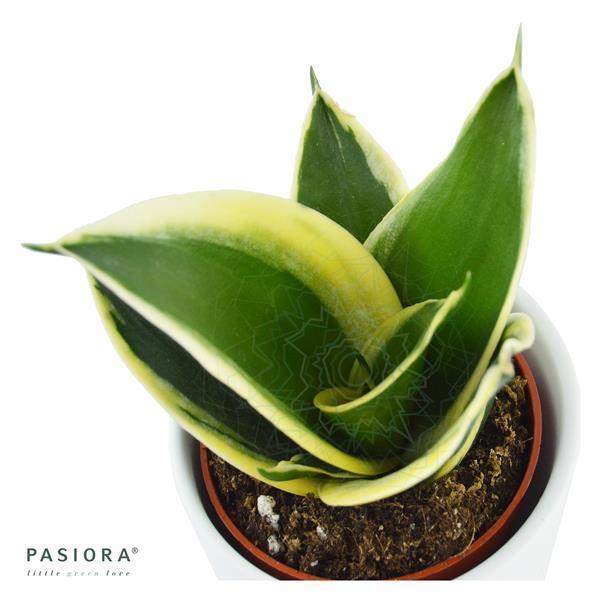 pasiora-sansevieria-trifasciata-honey-boney-sukkulente-6cm image 1
