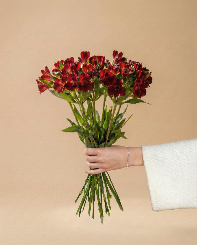 feey-alstroemeria-rot-schnittblumen image 3