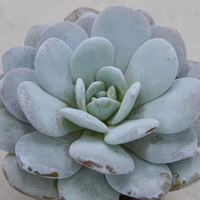 pasiora-echeveria-laui-echeverie-sukkulente-10-5cm image 1