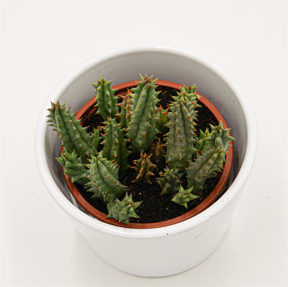 pasiora-huernia-hystrix-aasblume-sukkulente-8cm image 2