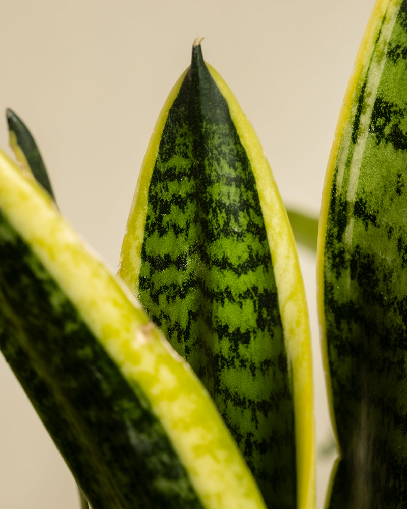 feey-schwiegermutterzunge-sansevieria-trifasciata-laurentii-zimmerpflanze image 2