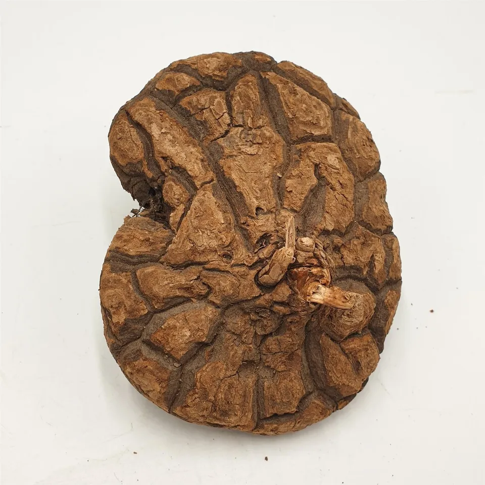 pasiora-dioscorea-mexicana-caudex-13-15-cm image 1