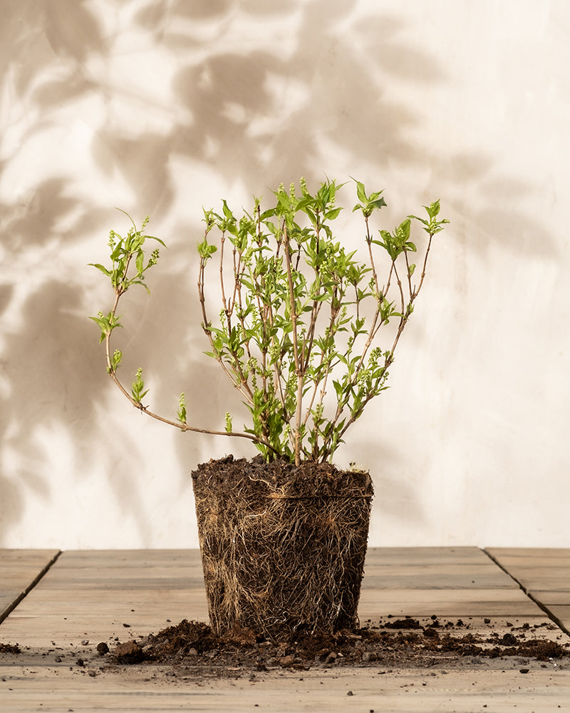 feey-deutzia-gracilis-zierliche-deutzie-au-enpflanze image 3
