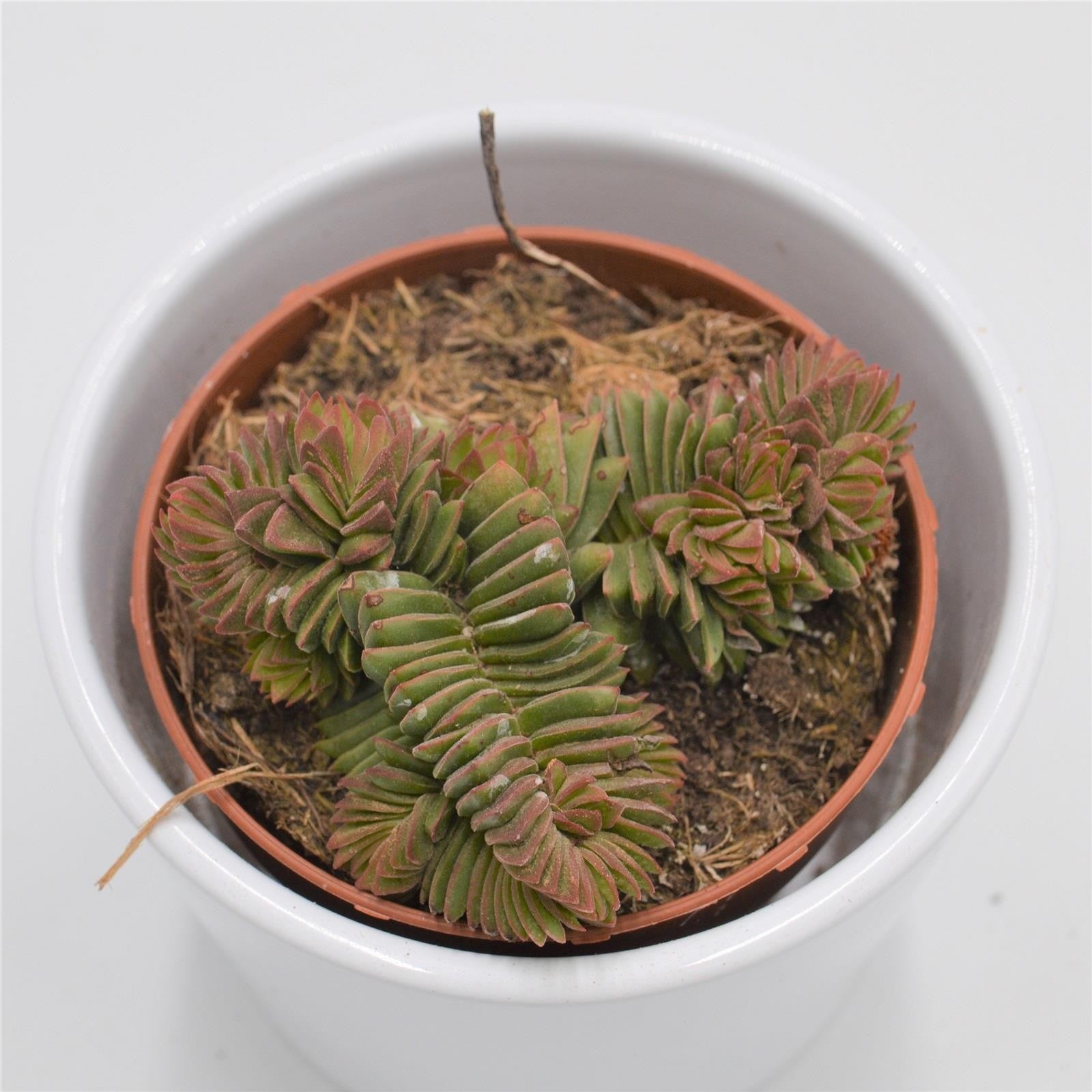 pasiora-crassula-new-temple-sukkulente-8-5cm-topf image 2