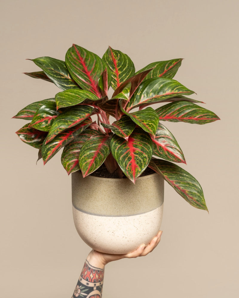 feey-aglaonema-red-emerald-kolbenfaden image 1