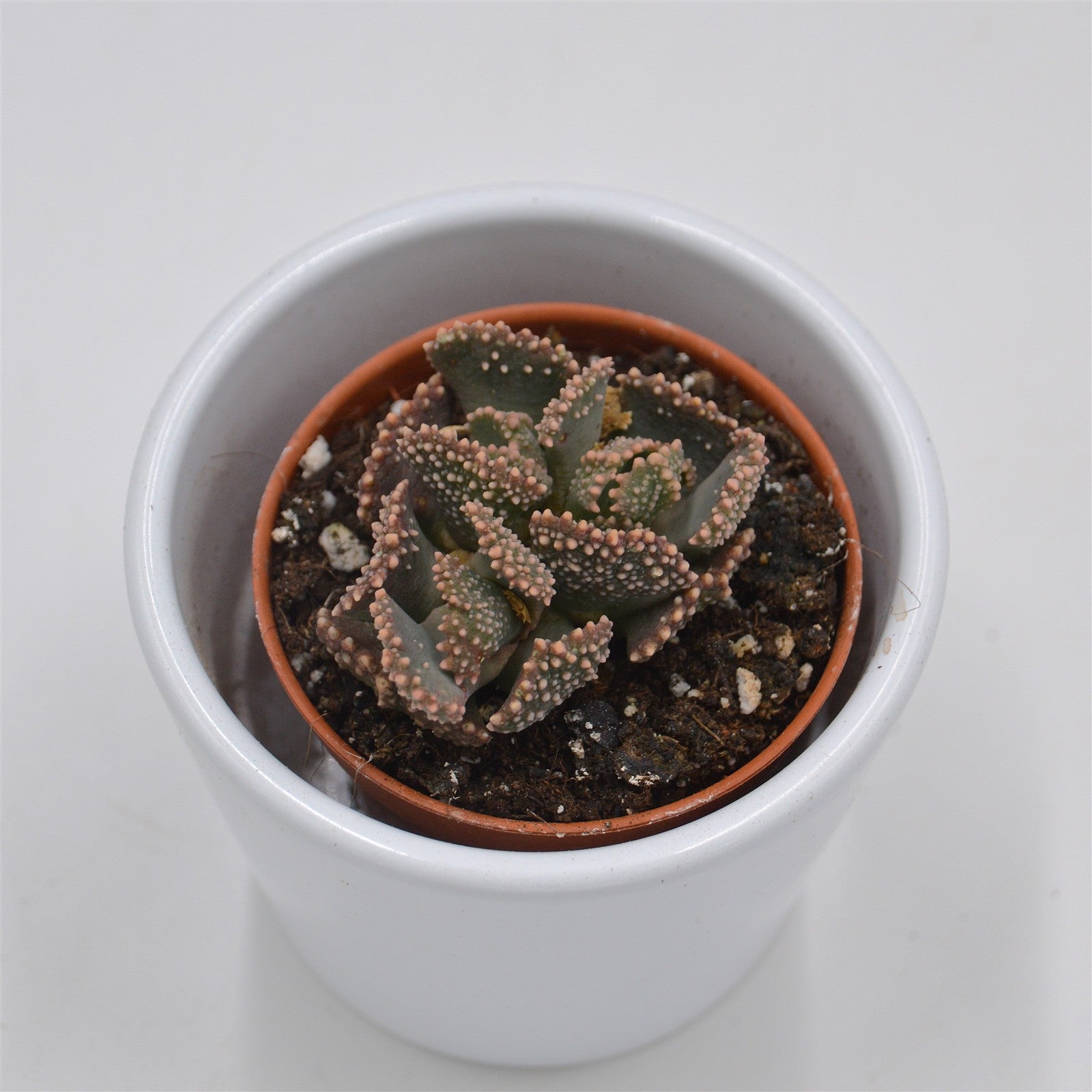 pasiora-titanopsis-fulleri-sukkulente-5-5-cm image 1