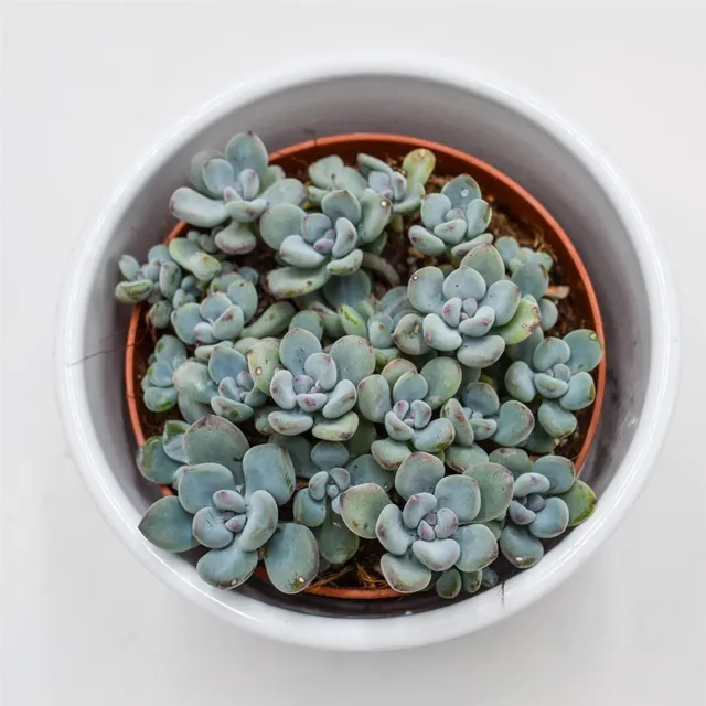 pasiora-sedum-cosmic-tom-sukkulente-im-8-5cm-topf image 1