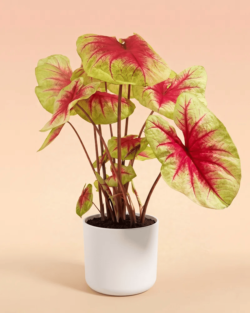 feey-caladium-lemon-blush-gro-e-zimmerpflanze-bunt image 6