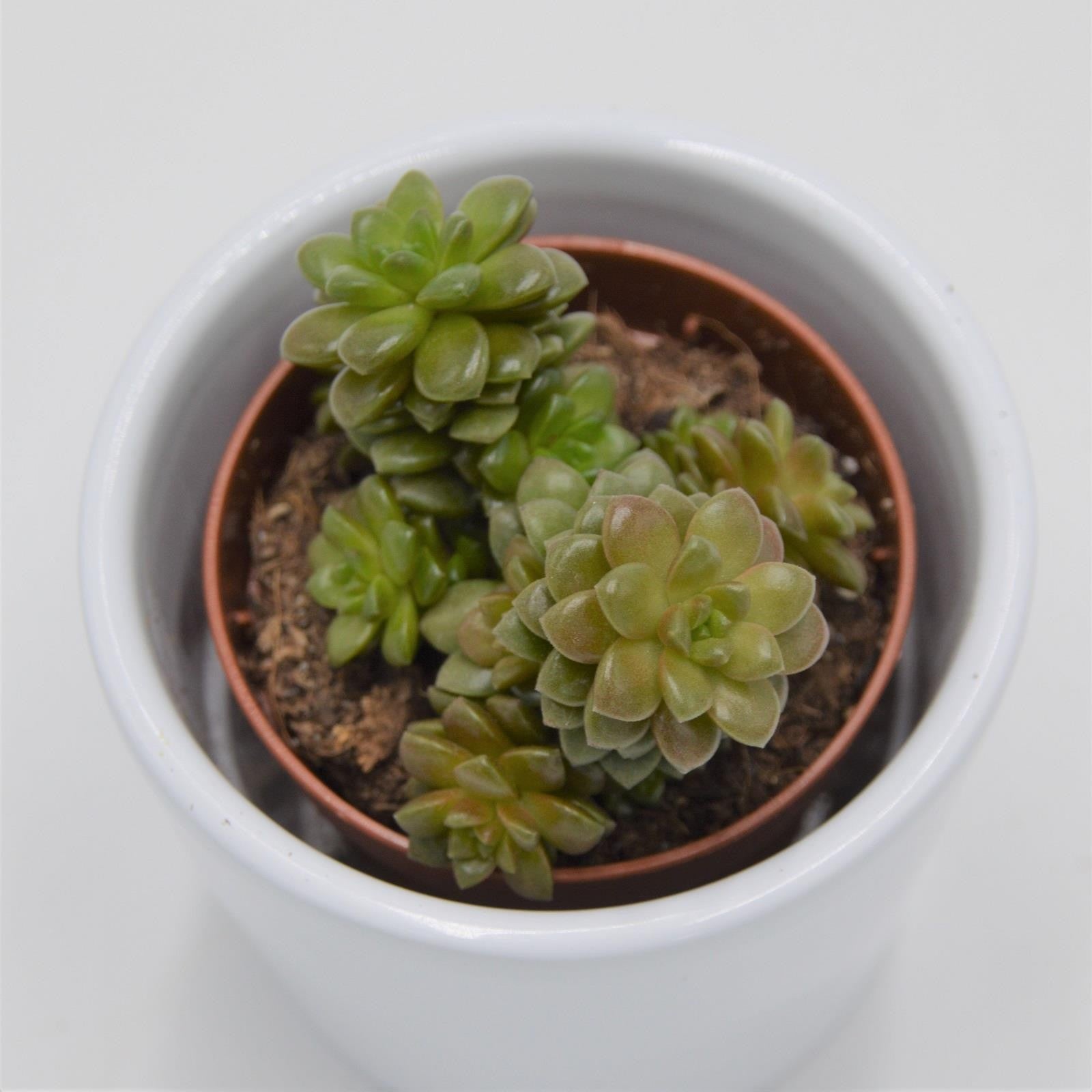 pasiora-x-cremnosedum-little-gem-5-5cm-topf image 1