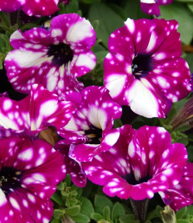 baldur-garten-h-nge-petunie-purpurrote-royalsky-3-pflanzen-im-10-5cm-topf image 1