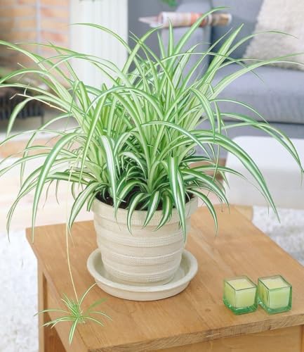 baldur-garten-chlorophytum-variegatum-gr-nlilie-12-cm-topf image 4