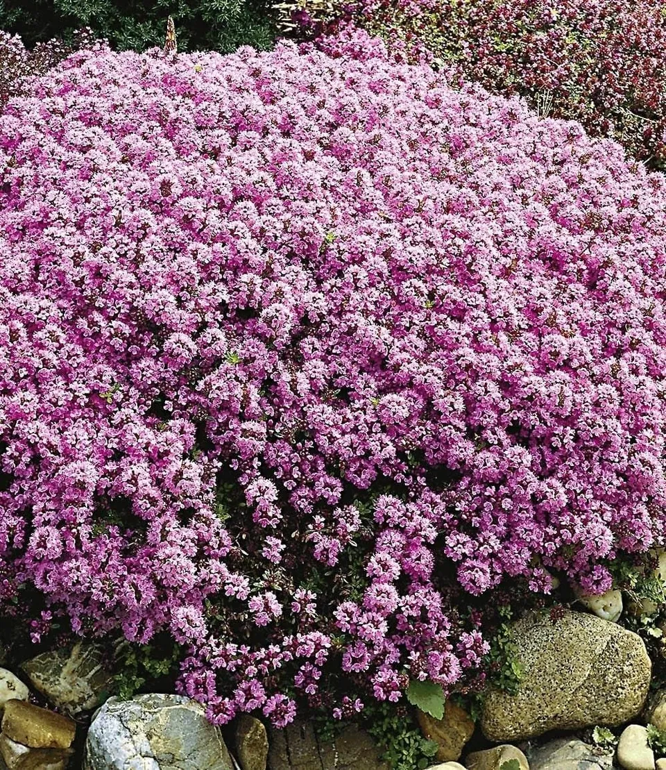 baldur-garten-langhaariger-gebirgs-thymian-bodendecker-3x-im-9x9-cm-topf image 1