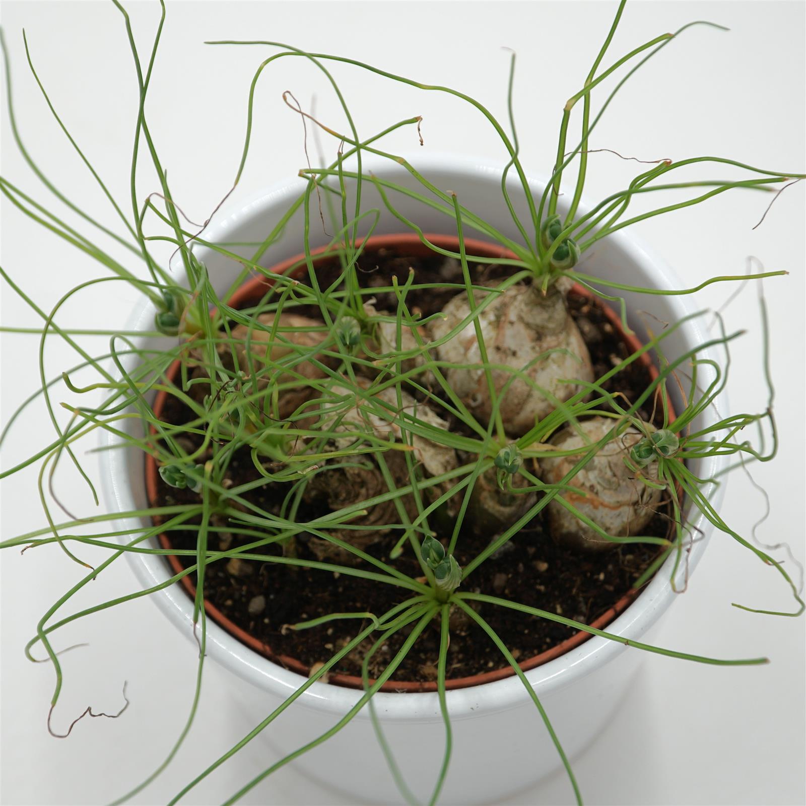 pasiora-albuca-humilis-spec-cradock-hil-sukkulente-10-5cm image 2