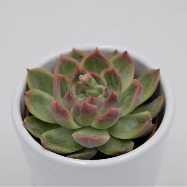 pasiora-echeveria-green-gem-6-cm-topf image 1
