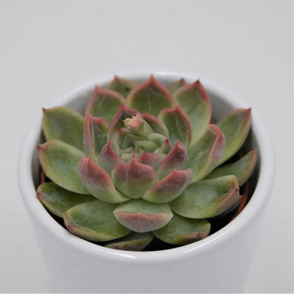 pasiora-echeveria-green-gem-6-cm-topf image 1