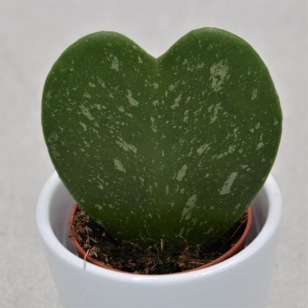 pasiora-hoya-kerrii-marmoriert-herzblatt-pflanze-5-5-cm-topf image 1
