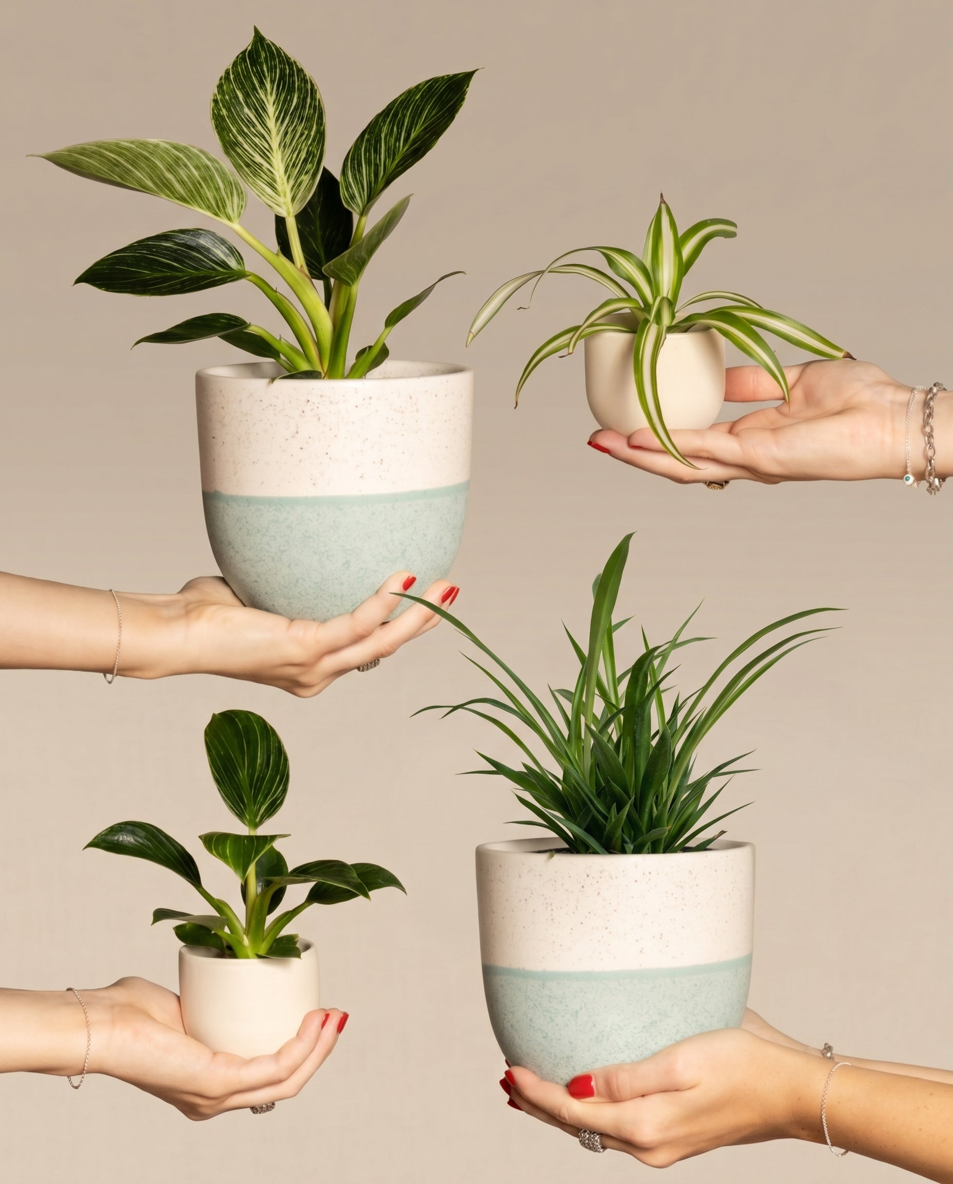 feey-familienzuwachs-set-4er-pflanzenset-philodendron-gr-nlilie image 1