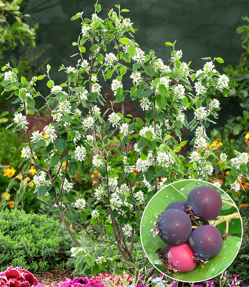 baldur-garten-felsenbirne-amelanchier-greatberry-garden-9x9-cm-topf image 2
