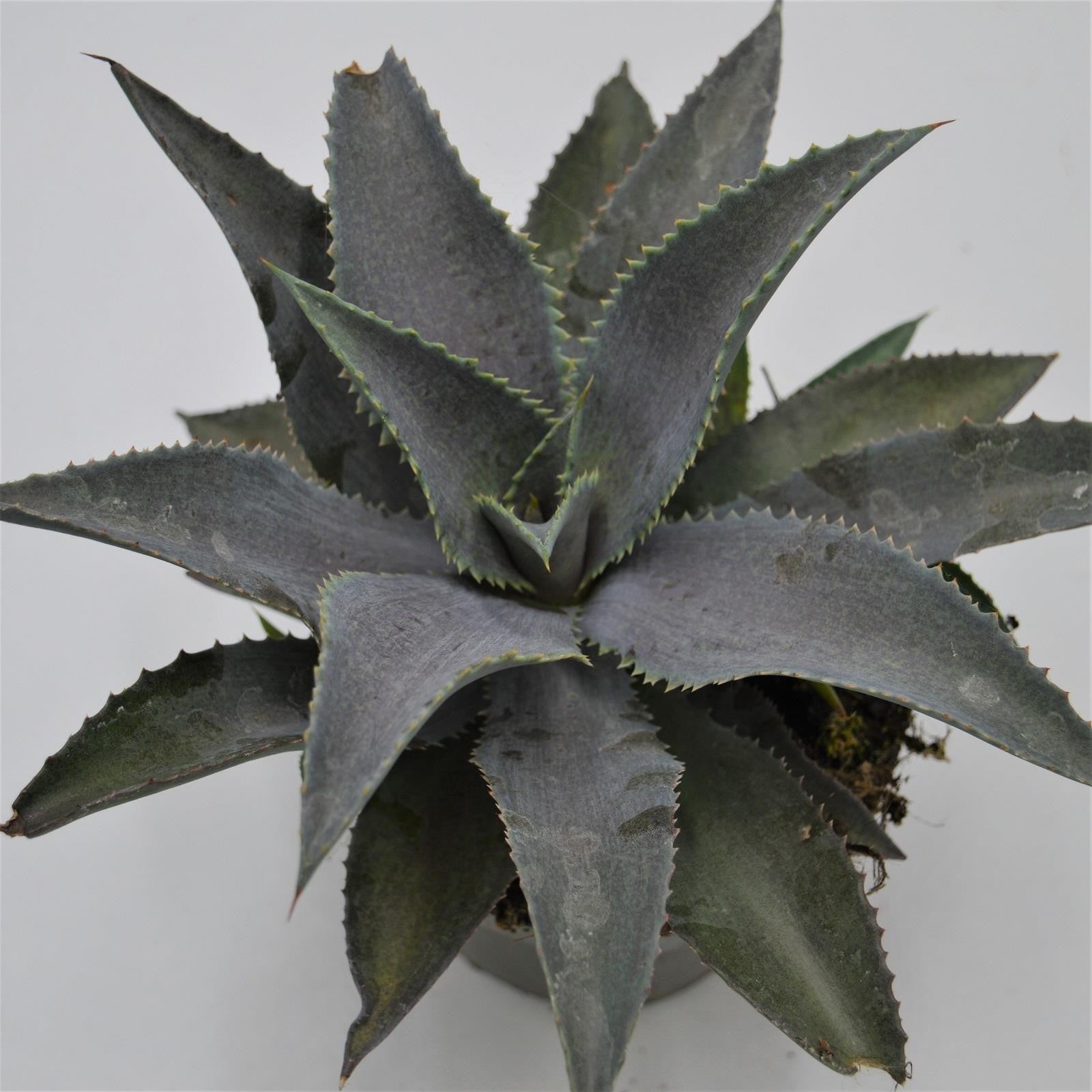 pasiora-x-mangave-silver-fox-hybride-im-13cm-topf image 1
