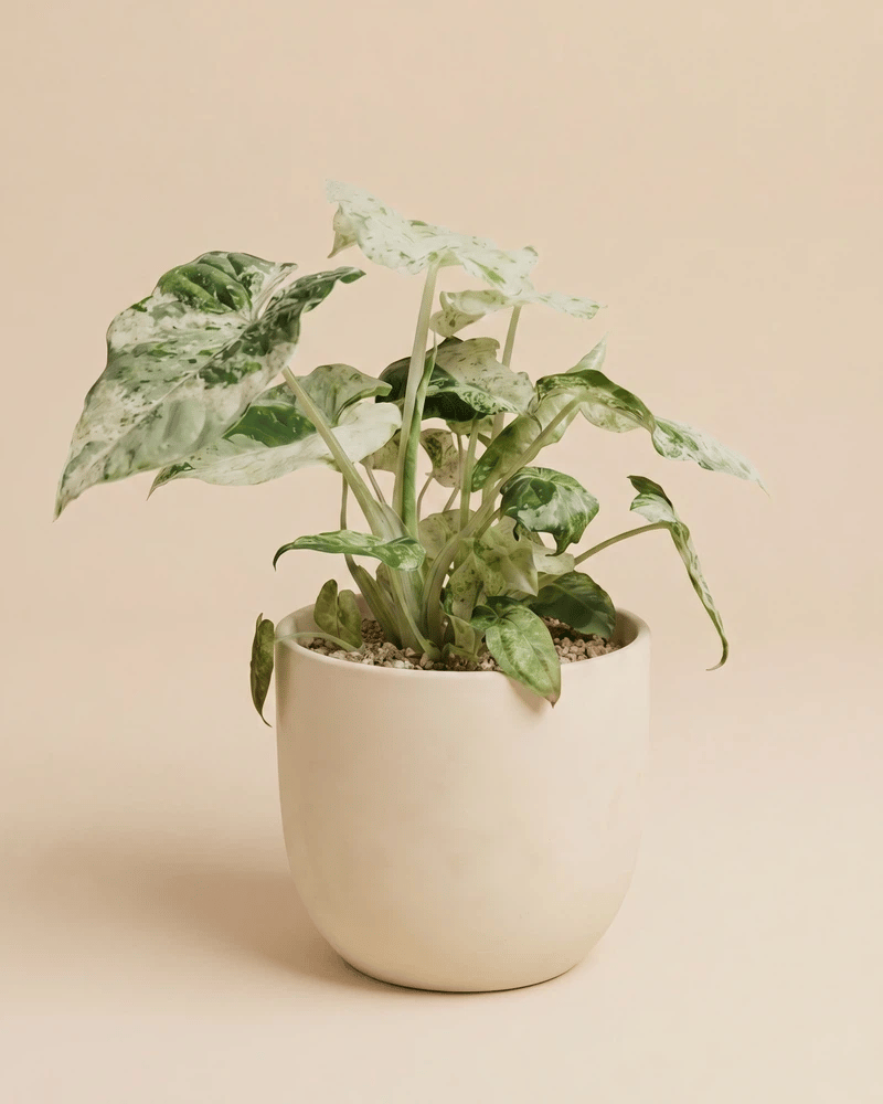 feey-alocasia-macrorrhiza-splash-zimmerpflanze-klein image 6