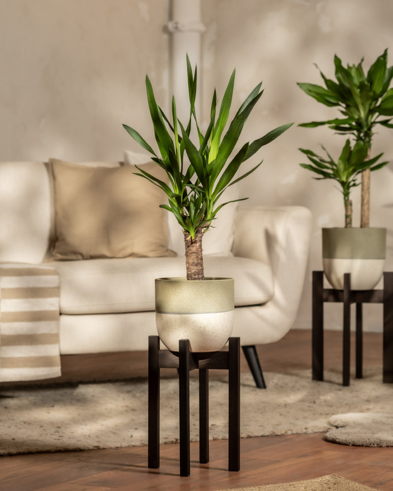 feey-kleine-yucca-yucca-elephantipes-zimmerpflanze image 4